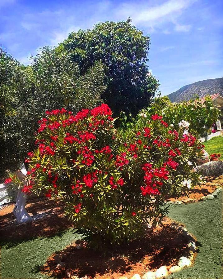 Villa Aelia - A Peaceful And Private Place Аргостолион Екстериор снимка